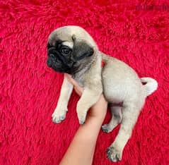 pug for sale WHATSAPP +1 (484),718‑9164‬ 0