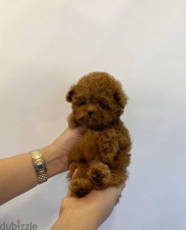 Tea Cup Poodle for sale 1