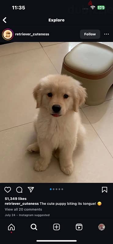 Golden retriever 1