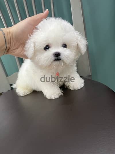 White Trained Poodle for sale