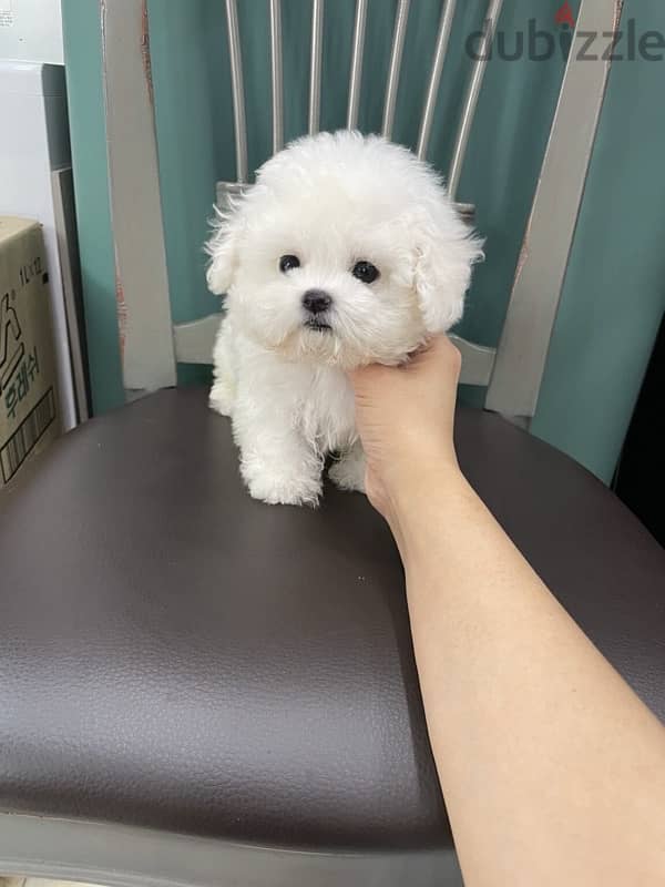 White Trained Poodle for sale 1