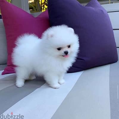 Pure white Pomeranian for Sale