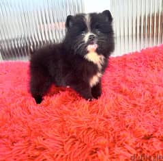 Black Tea cup Pomeranian for sale 0