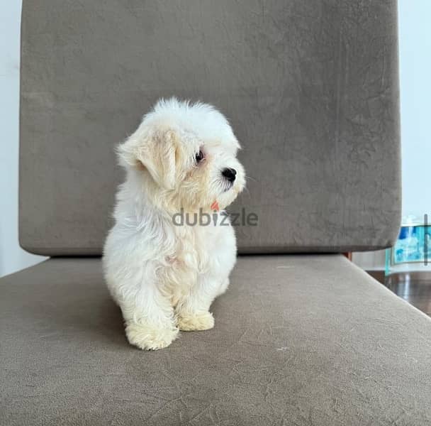 Maltese for sale 1