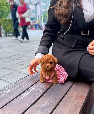 playful Tea cup Poodle for sale