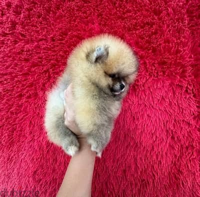 Female Pomeranian for sale