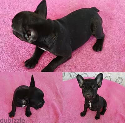 French Bulldogs  male for sale