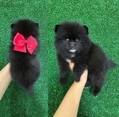 Pomeranian for sale 0