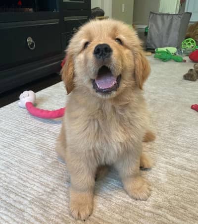 Female Golden retriever