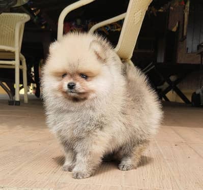 Cream male POMERANIAN