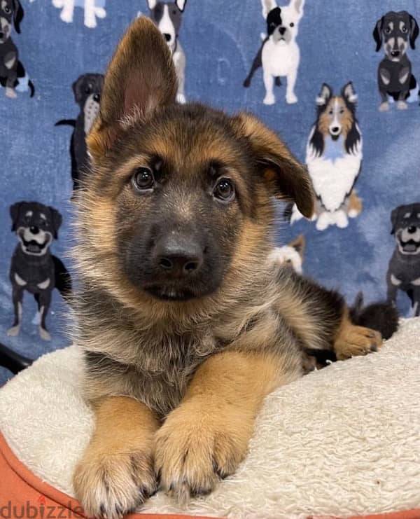 Shothair German Shepherd male 0