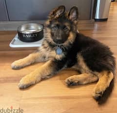 Purebred German Shepherd for sale 0