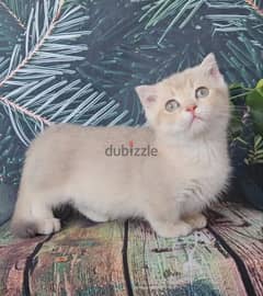 Munchkin Kitten 0