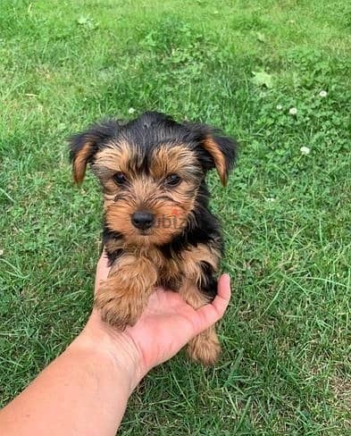 Whatsapp Me +972555074990 Yorkshire Terrier