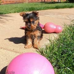 Whatsapp Me +972555074990 Yorkshire Terrier 0