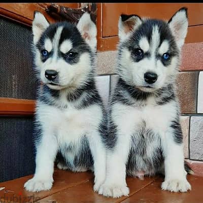 Whatsapp Me +966588993320 Siberian Husky Puppies