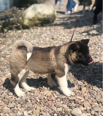 Whatsapp Me +966583921348 Akita Puppies 0