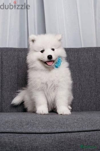 Whatsapp Me +972555074990 Samoyed Puppies 0