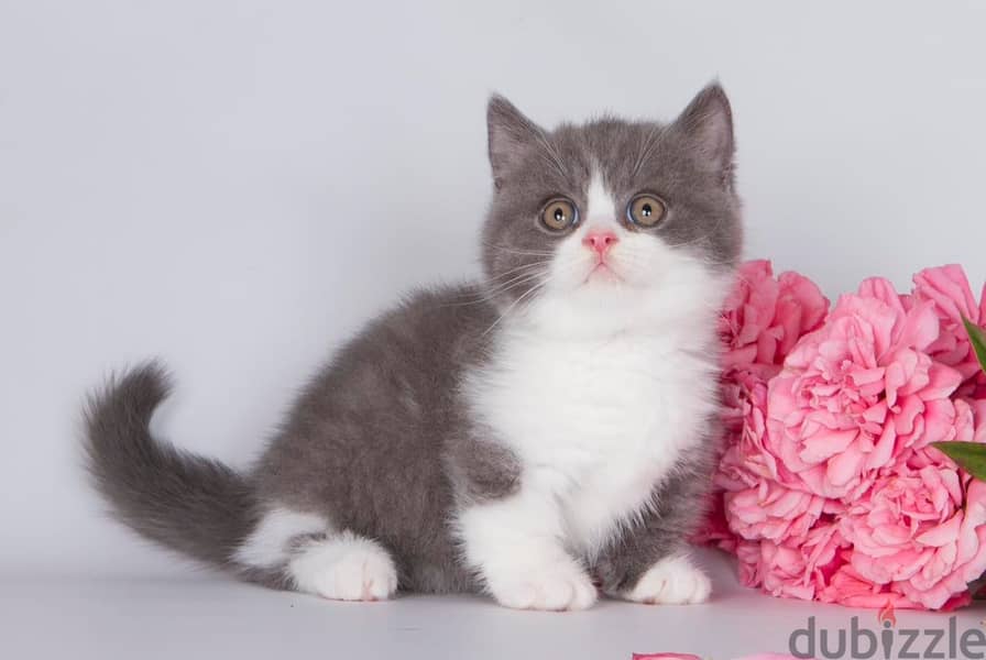 Munchkin  Kitten 1