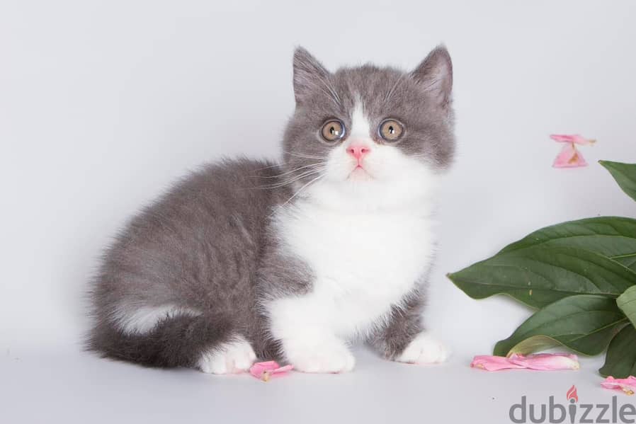 Munchkin  Kitten 2