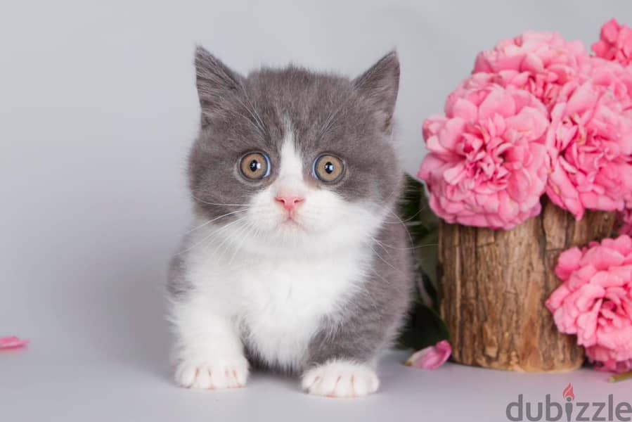 Munchkin  Kitten 3