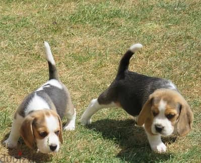 Whatsapp Me +966583921348 Beagle Puppies