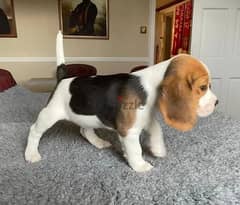 Whatsapp Me +966583921348 Beagle Puppies 0