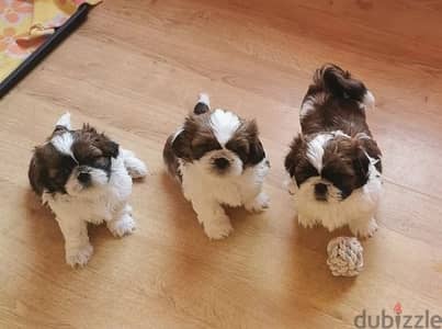 Whatsapp Me +966588993320 Shih Tzu Puppies