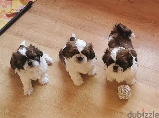 Whatsapp Me +966588993320 Shih Tzu Puppies 0