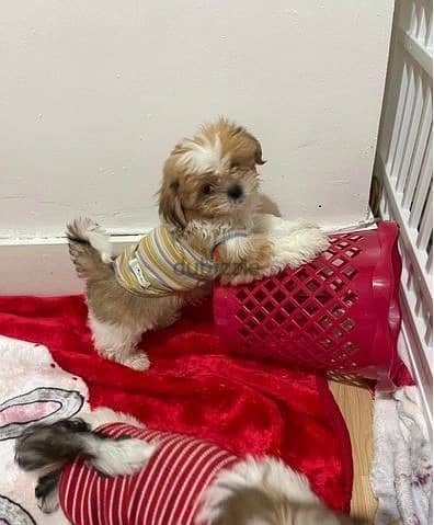 Whatsapp Me +966588993320 Shih Tzu Puppies 1