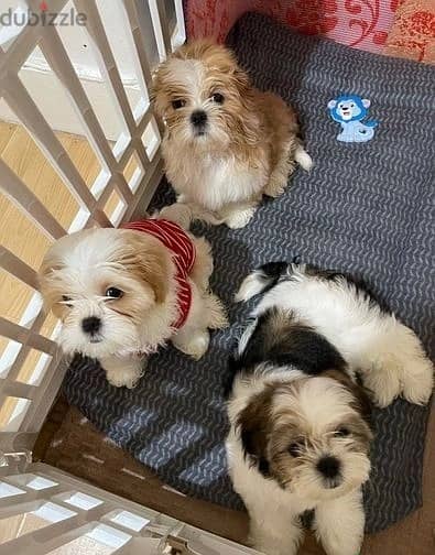 Whatsapp Me +966588993320 Shih Tzu Puppies