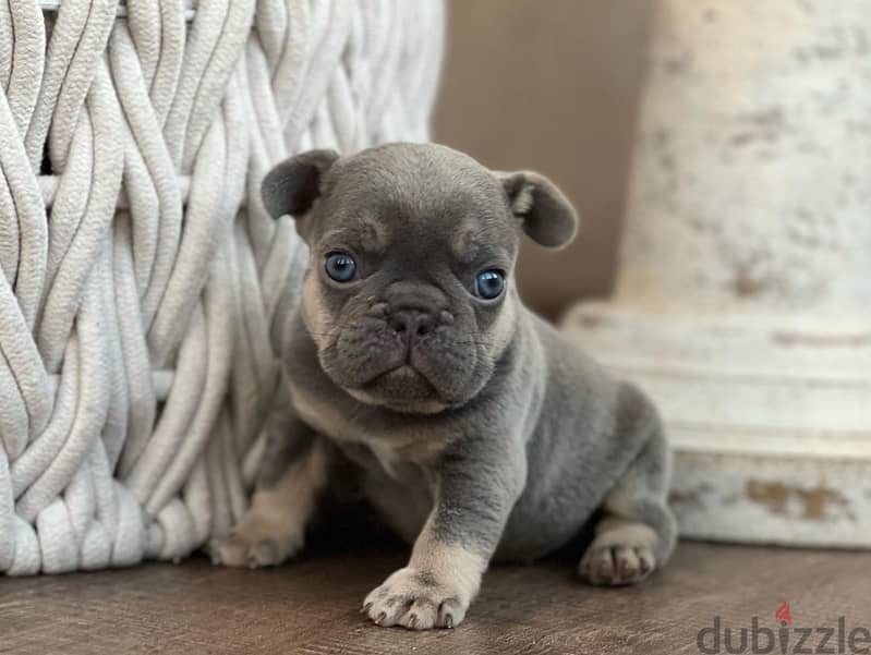 French bulldog puppy for sale WhatsApp +4917629216066 0