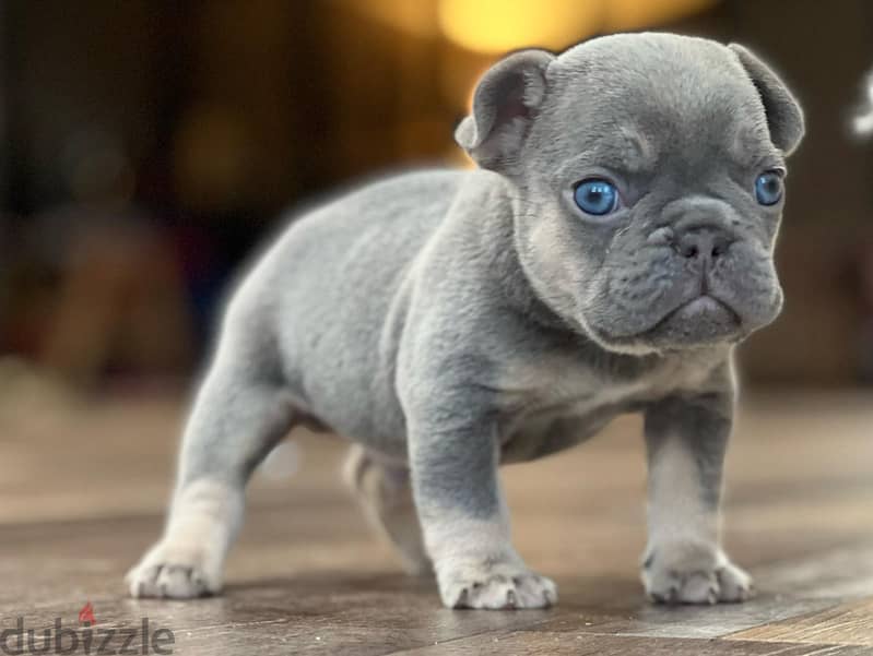 French bulldog puppy for sale WhatsApp +4917629216066 1