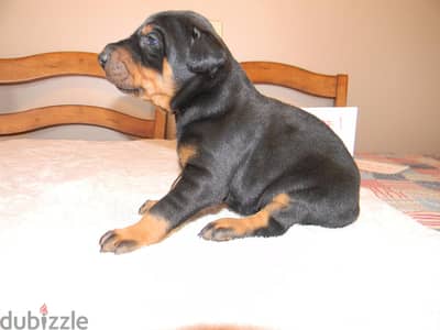 Whatsapp Me +972555074990 Doberman Puppies