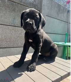 Whatsapp Me +966588993320 Cane Corso Puppies 0