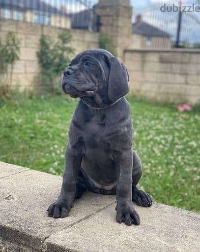 Whatsapp Me +966588993320 Cane Corso Puppies