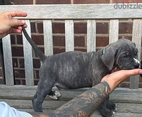 Whatsapp Me +966588993320 Cane Corso Puppies 1