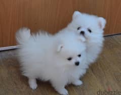 Pomeranian Puppies Available 0