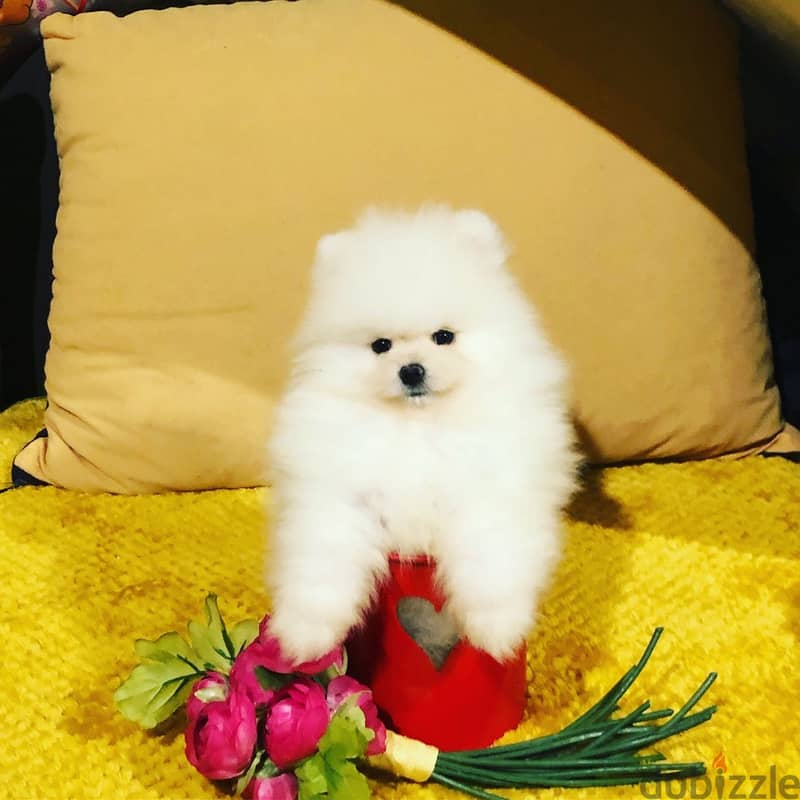 Whatsapp Me +972555074990 Pome-ranian Puppies 1