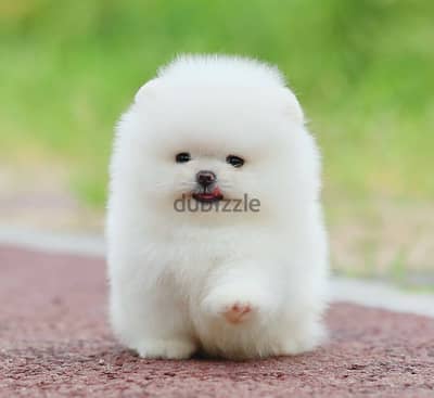 Pomeranian puppies available