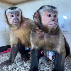 Capuchin monkeys available 0