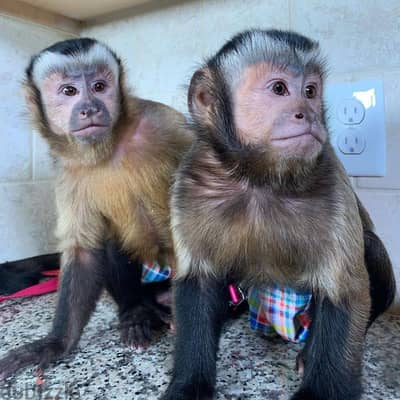 Capuchin monkeys available