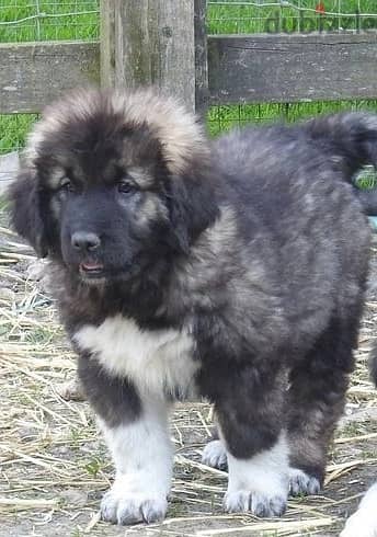 Whatsapp Me +966588993320 Caucasian Shepherd Puppies 1