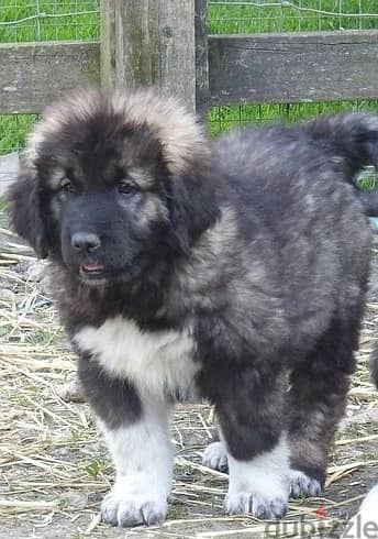 Whatsapp Me +966588993320 Caucasian Shepherd Puppies 0