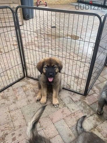 Whatsapp Me +966588993320 Caucasian Shepherd Puppies 1