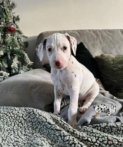 Whatsapp Me +966583921348 Dalmatian Puppies 0