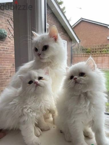 Whatsapp Me +966583921348 Persian Cats 0