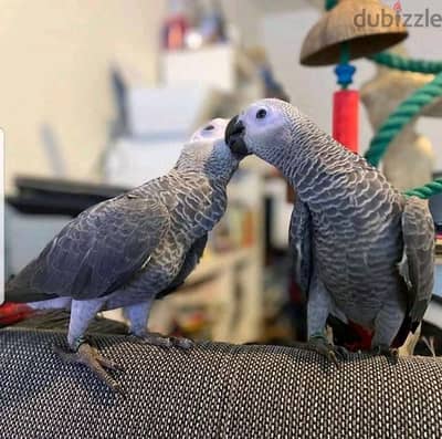 African Grey Parrots // Whatsapp +971552543679