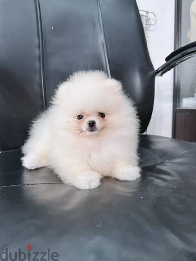 White Pom for sale . WhatsApp me ‪+1 (908),768‑4279‬