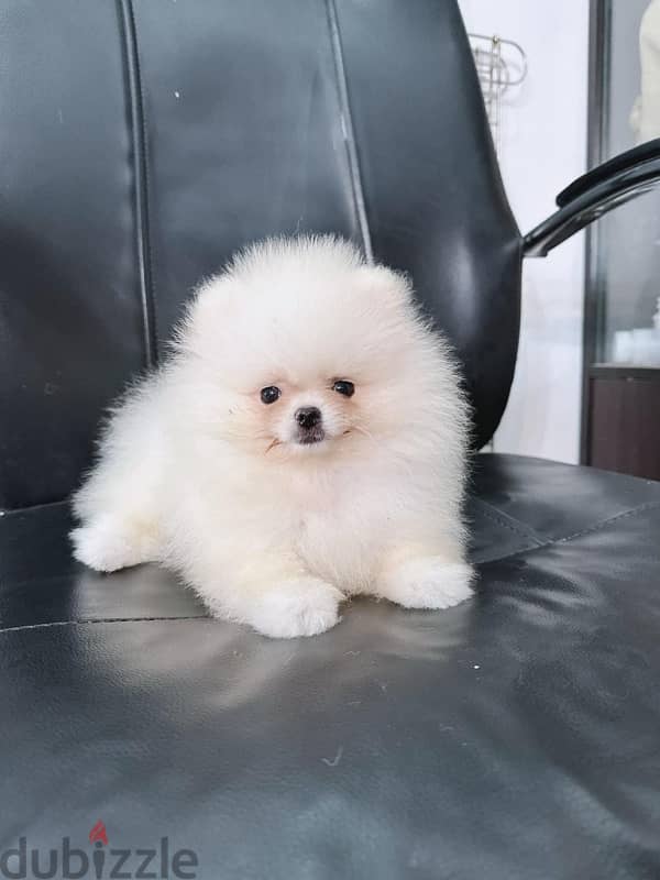 White Pom for sale . WhatsApp me ‪+1 (908),768‑4279‬ 0